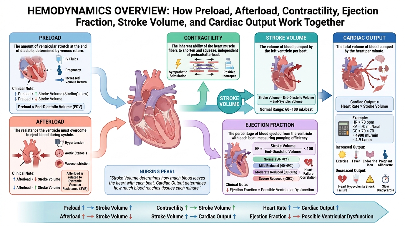 Hemodynamics at the Bedside (CNPLE) — clinical illustration